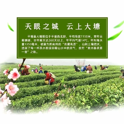 平塘县毛尖茶 都匀毛尖， 中国十大名茶之一。1956年，由老毛亲笔命名