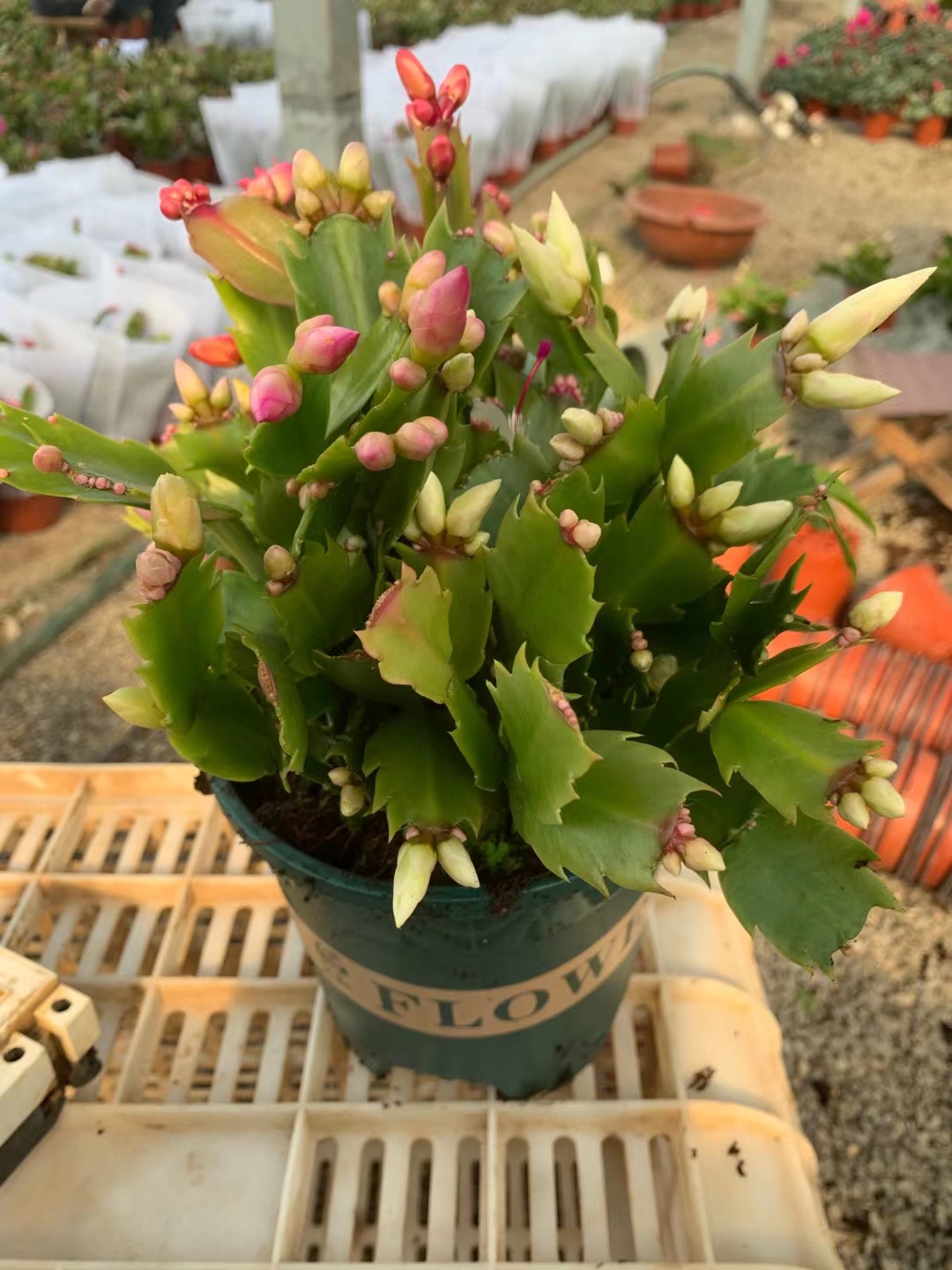  蟹爪兰专业种植基地