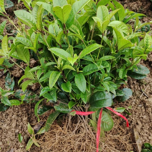 郴州四季桂25-30公分小苗 丛生桂花树 苗木基地多规格直销。