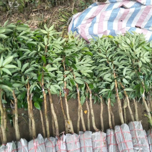 灵山县妃子笑荔枝苗  新品荔枝苗/24小时发货/收到货时出现有断苗