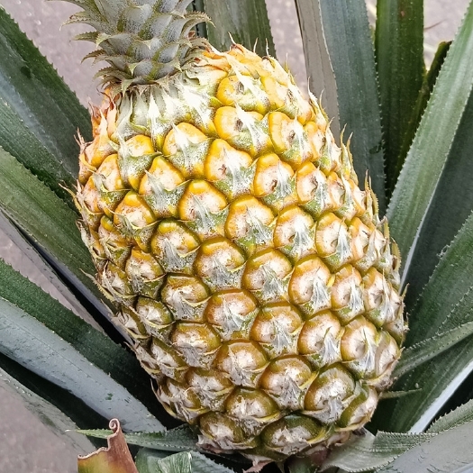 昆明金钻凤梨 云南西双版纳西瓜凤梨特大凤梨5-8斤一个菠萝包邮