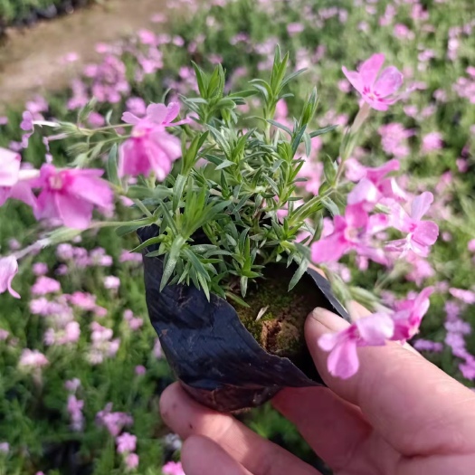 芝樱花 宿根福禄考 工程用杯苗 带花发货
