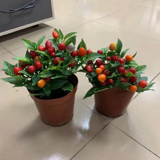 长寿花盆栽 彩椒140盆24装