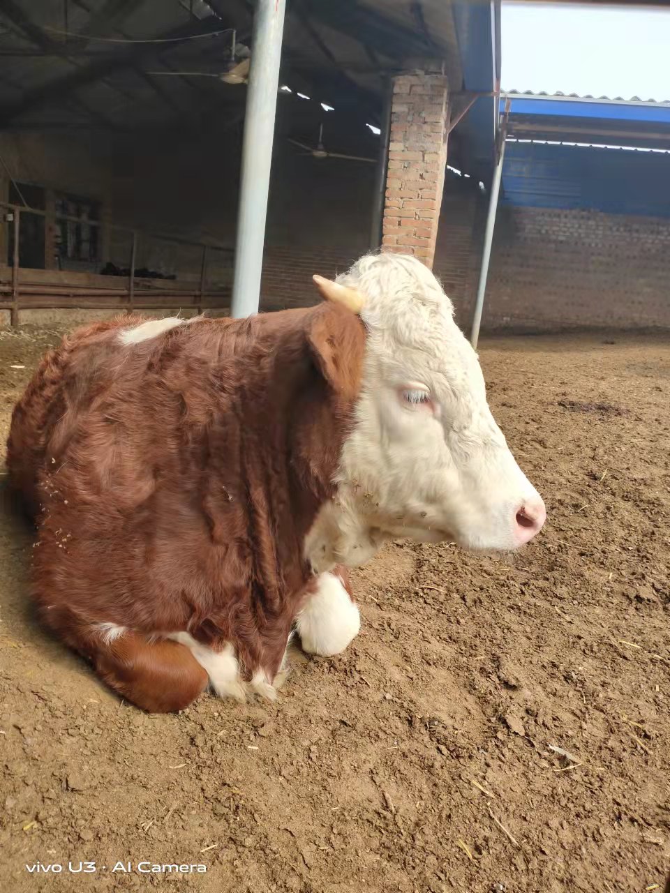  合作社现售大小西门塔尔肉牛