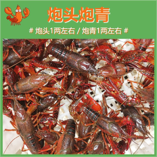 潜江市湖北潜江活体清水虾鲜活小龙虾大规格炮头炮青批发30斤起售