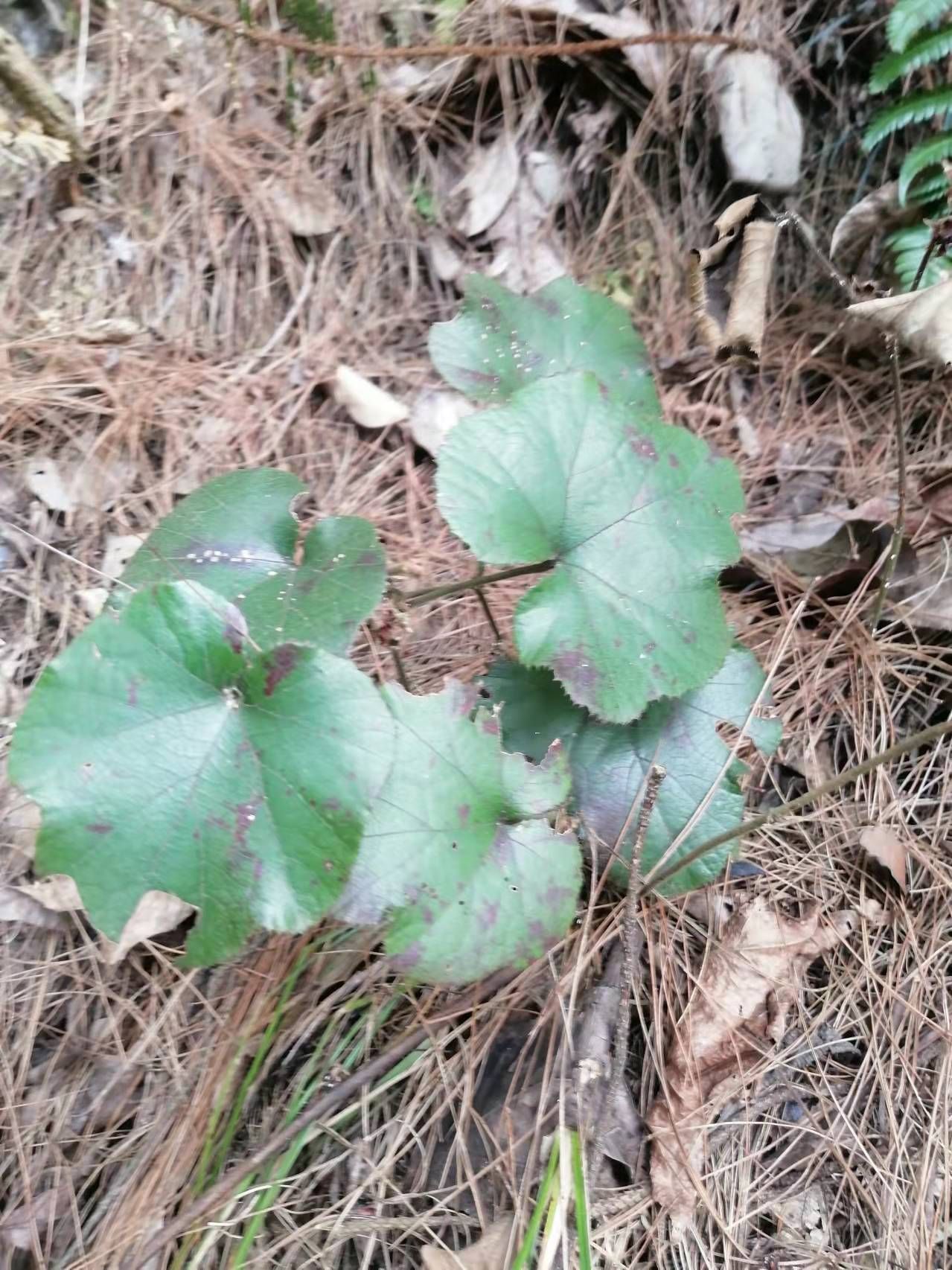 寒莓苗  寒莓苗 寒莓，草莓苗，肺形草、水漂沙、寒刺泡.虎面