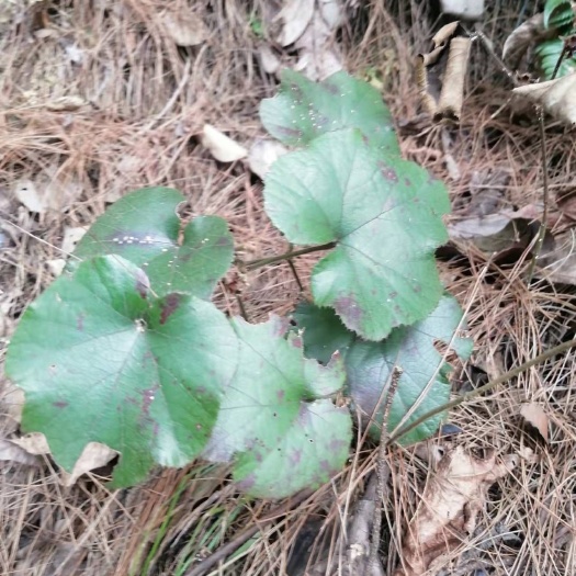 遵义寒莓苗  寒莓苗 寒莓，草莓苗，肺形草、水漂沙、寒刺泡.虎面