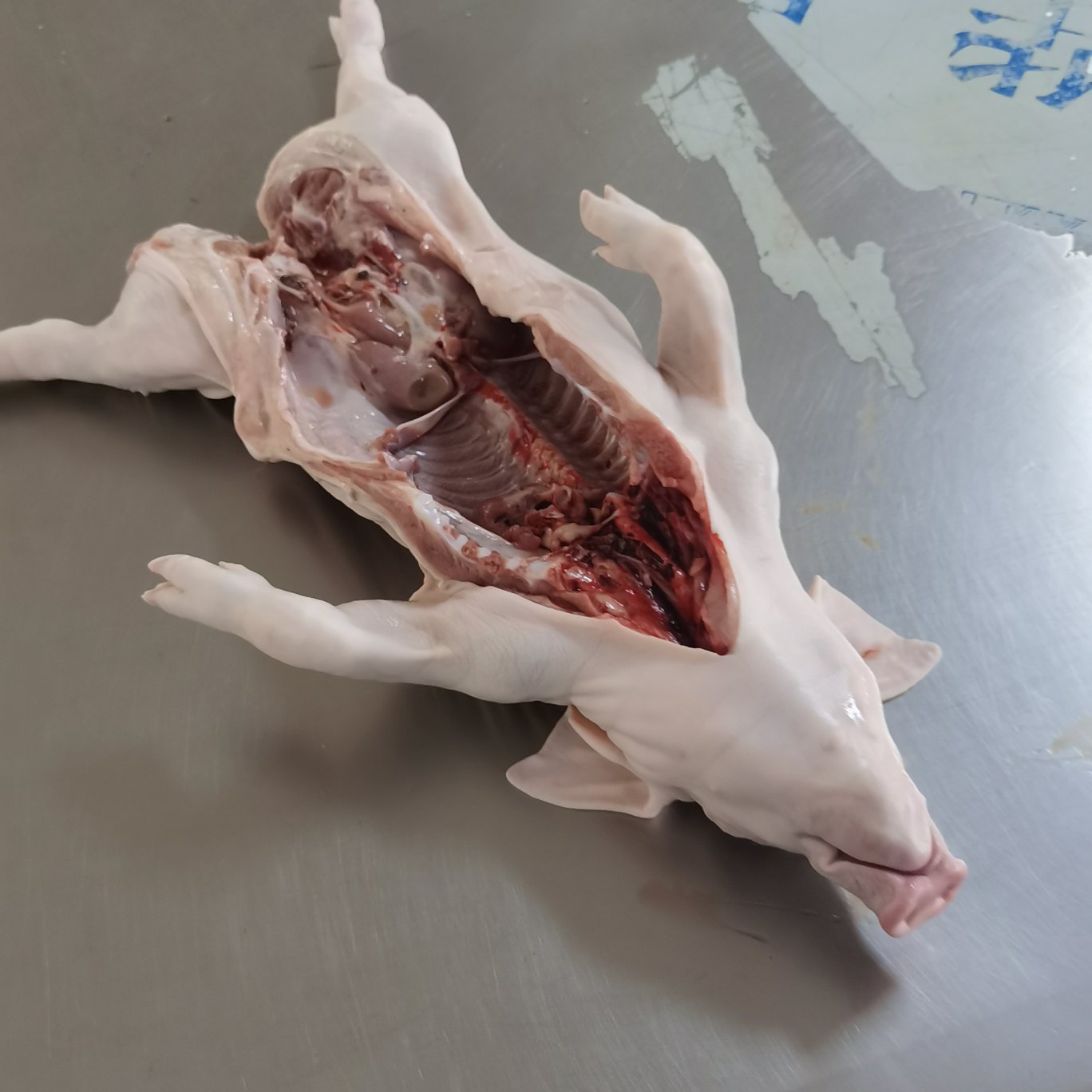 将乐县香猪 乳猪，小耳朵乳猪，脆皮乳猪，烤乳猪