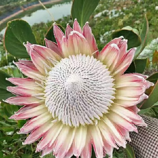 昆明袋鼠爪花  粉帝王花 基地直销帝王花营养袋苗，一年半左右开粉