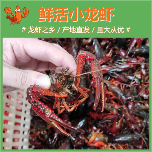 潜江市 湖北潜江小龙虾鲜活清水活虾小青小红中青中红大青大红各种规格齐