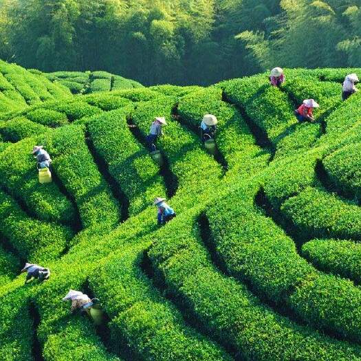 紫阳县毛峰茶 紫 阳县焕古镇手工富硒茶