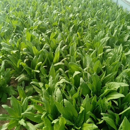 鹿邑县青油麦 30~35cm 