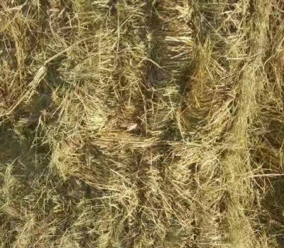 武川县干草 碱草