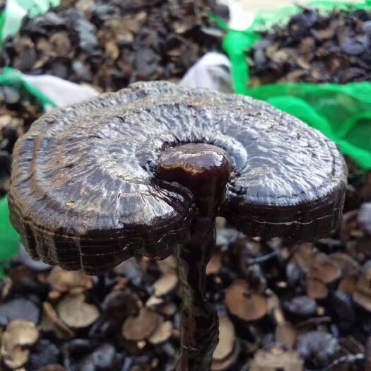 冠县小黑灵芝，带腿灵芝，竹灵芝，不苦，