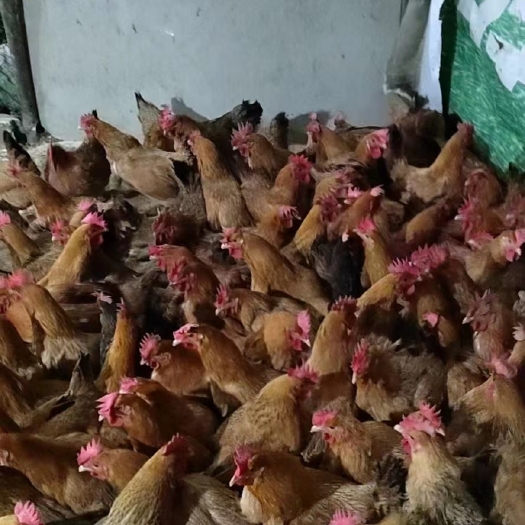 清远正宗清远麻鸡脆皮鸡