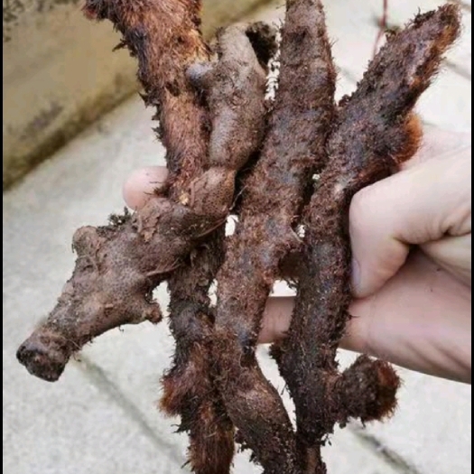 天峨县骨碎补 