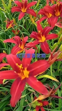 萱草  ，大花红花萱草，苗圃直销，