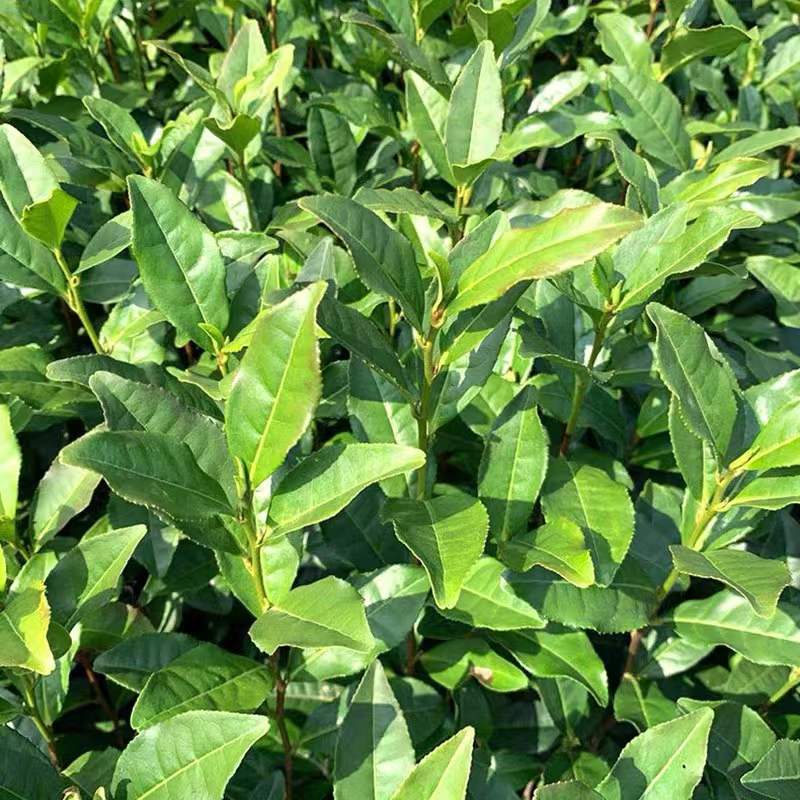 乌牛早茶苗 乌牛早浙农117龙井43黄金芽南方种植常绿茶树苗