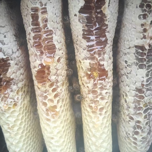 景东县土蜂蜜 蜂蜜