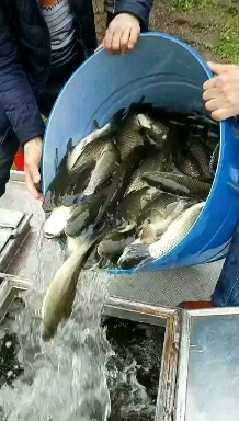 黄金鲩 草鱼  大量出售草鱼一手货源