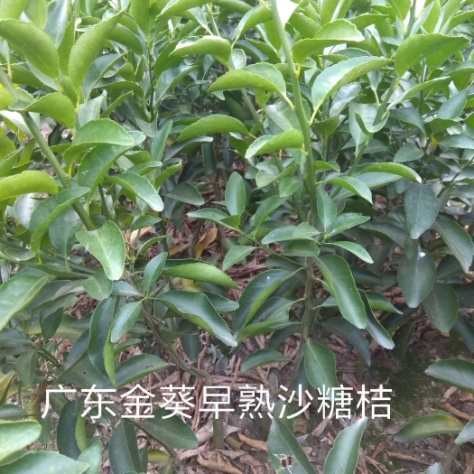 荔浦市金葵早熟沙糖桔苗，品种保证