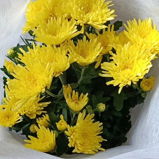  黄白菊花 清明祭祀菊花 大菊花 菊花盆栽