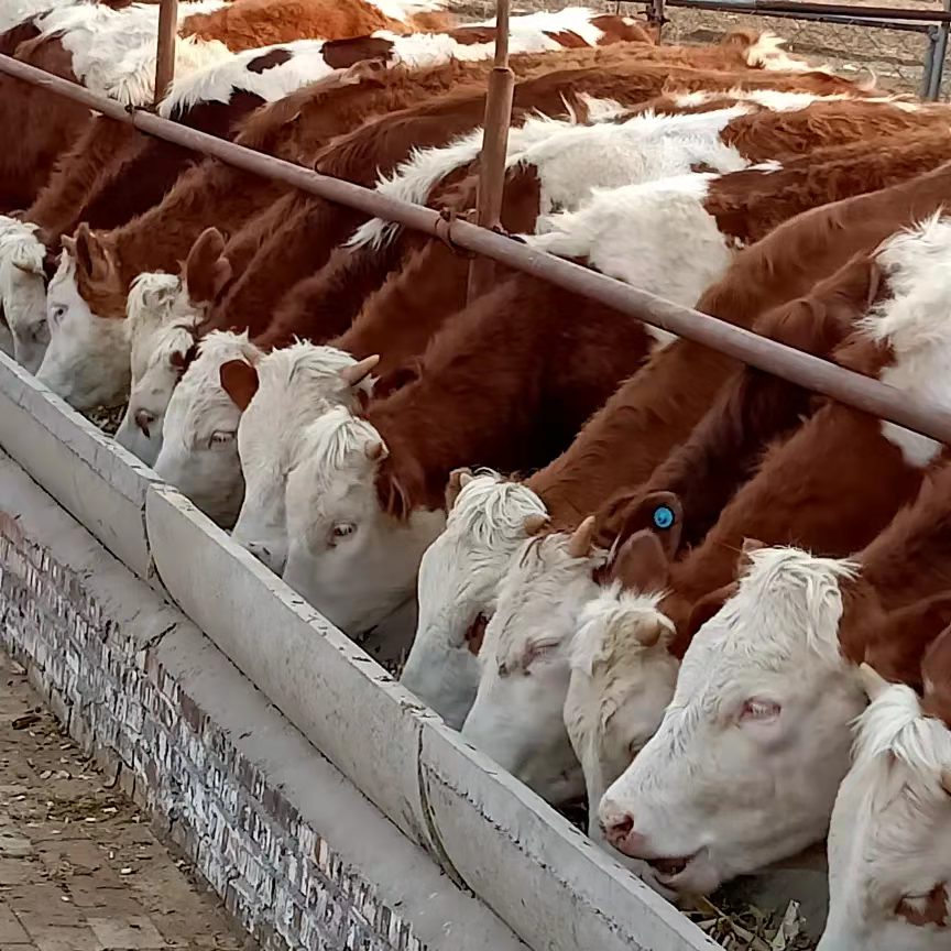 黄牛  现售 西门塔尔肉牛夏洛来