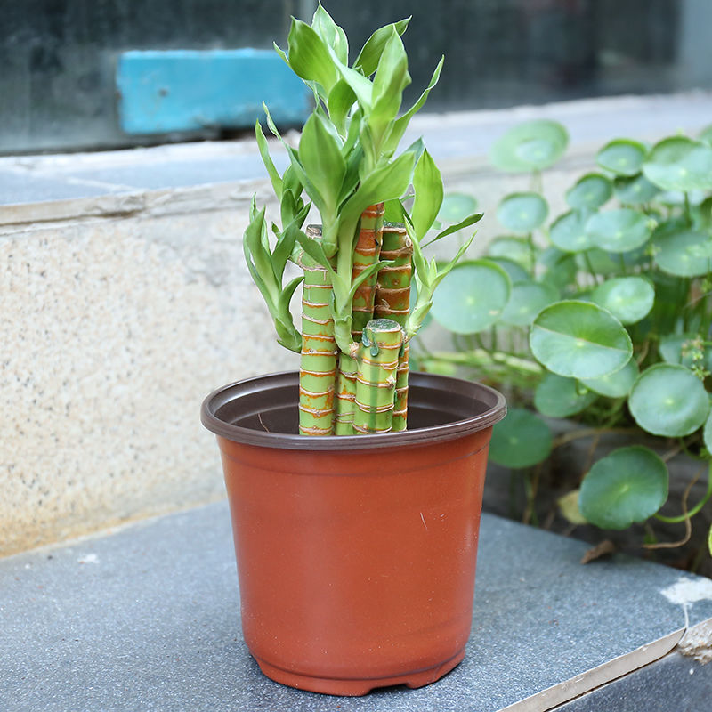 营养钵/营养杯 一次性育苗盆双色盆营养钵塑料简易花盆软塑料育