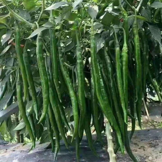 辣椒苗，黑线椒苗，泡
椒苗，薄皮辣椒苗，线椒苗欢迎实体考察