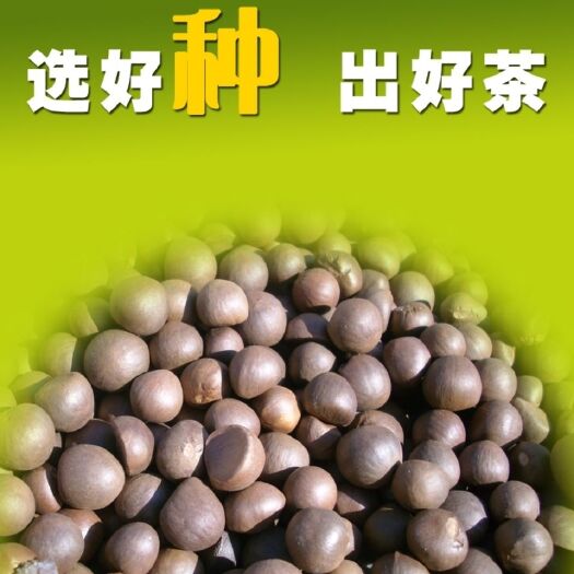 宿迁油茶种子 绿茶种子 茶种子 茶树种子 茶叶种子茶树籽绿茶籽