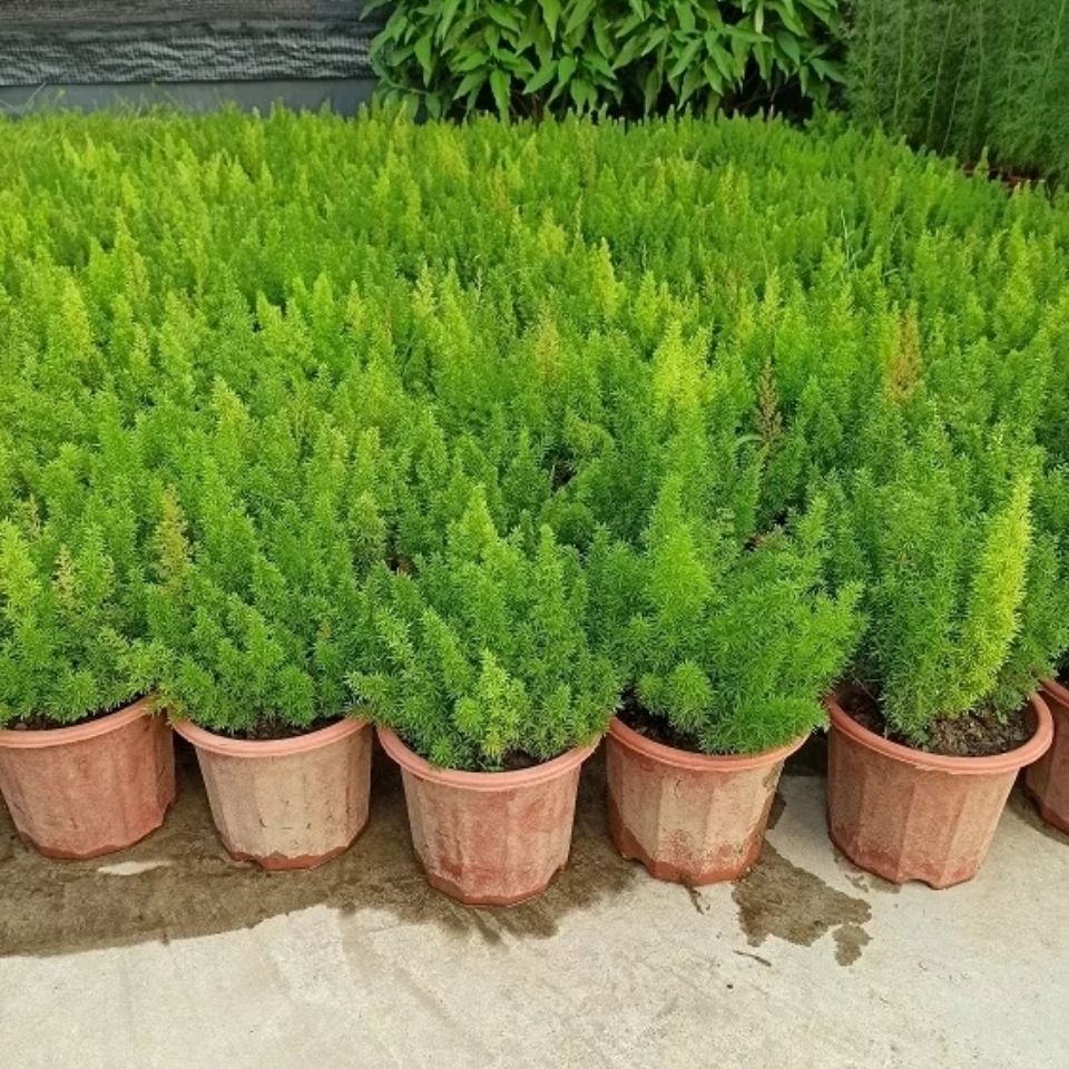  狐尾天门冬盆栽植物庭院花园柜台绿植四季常绿除甲醛观