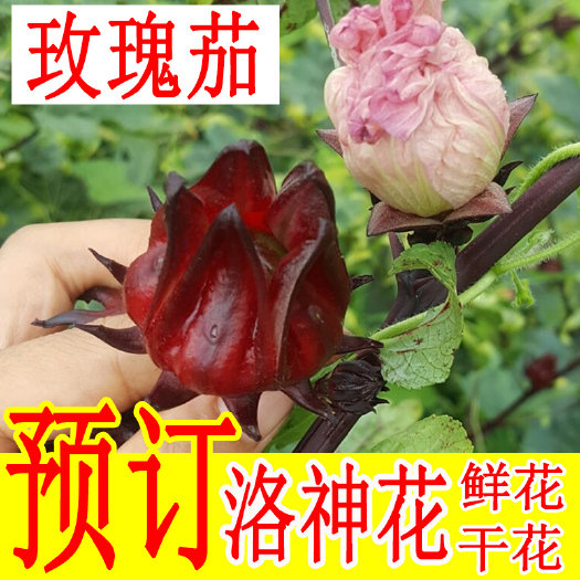 永福县2022新鲜洛神花茶整朵玫瑰茄干红桃k果