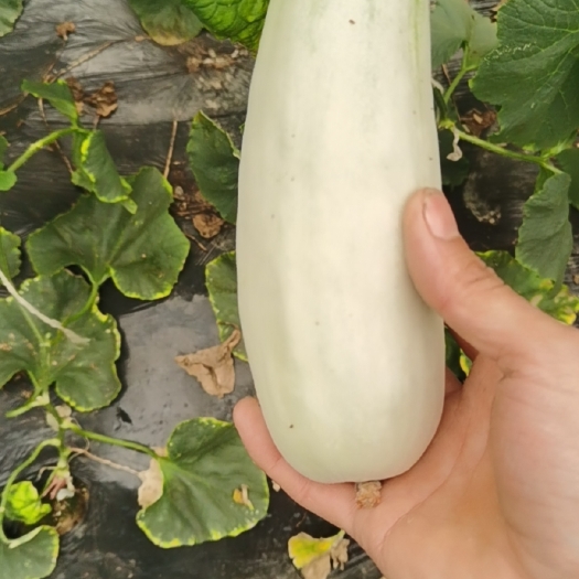莘县博洋甜瓜 山东博洋蜜瓜六一甜瓜9号甜瓜