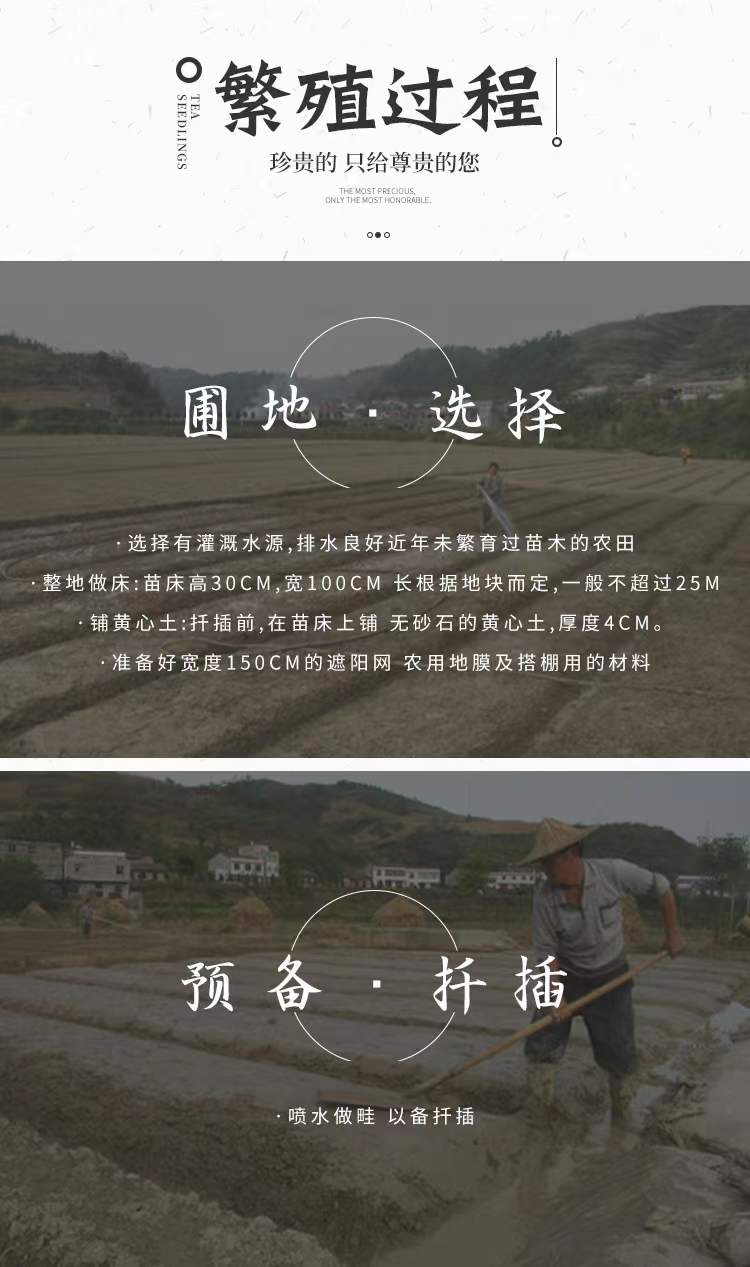 乌牛早茶苗 乌牛早浙农117龙井43黄金芽南方种植常绿茶树苗