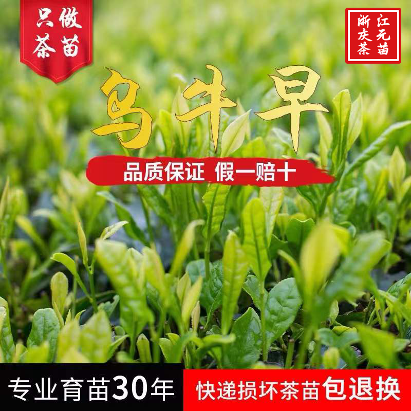 乌牛早茶苗 乌牛早浙农117龙井43黄金芽南方种植常绿茶树苗