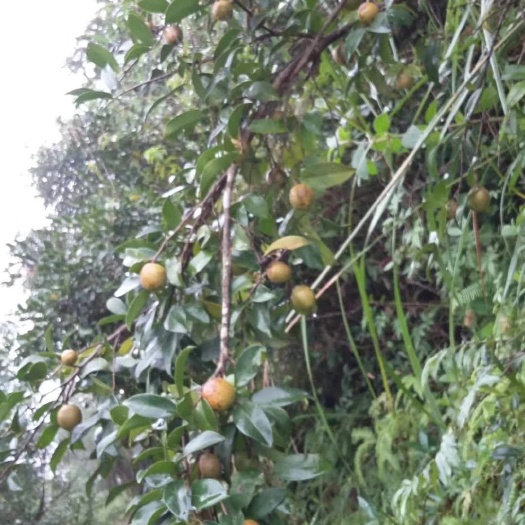兴业县 野生山茶油
