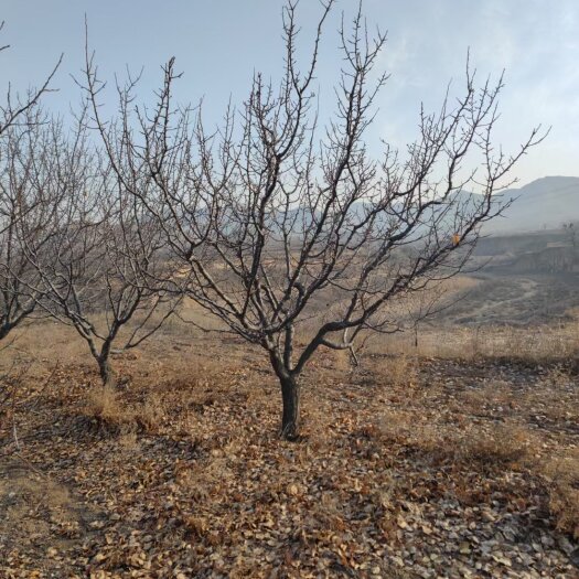 宜川县杏树苗 山杏树10-15