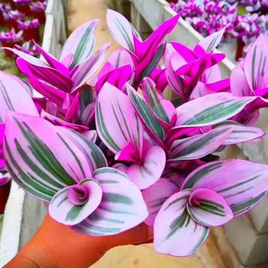 宿迁油画婚礼吊兰 油画婚礼多肉植物批发吊兰花卉绿植盆栽室内阳台客
