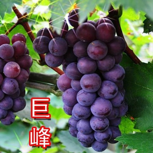 平邑县巨峰葡萄苗大苗果树果苗爬藤葡萄树苗葡萄树苖南北方种植当年结