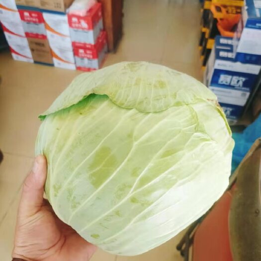 鹤山市平包菜 能储存的菜
