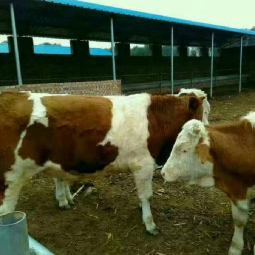  肉牛基地出售大小西门塔尔牛。
