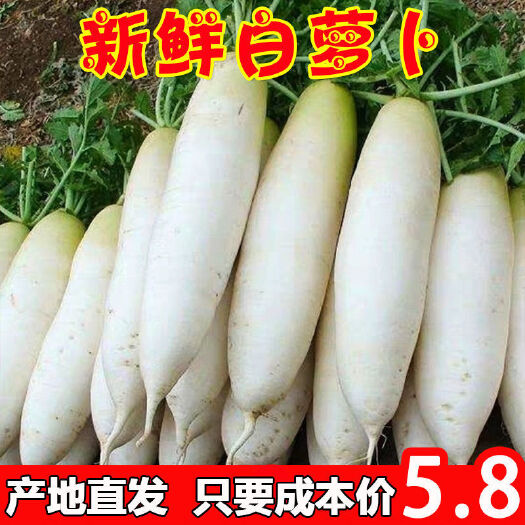 歙县白萝卜 萝卜