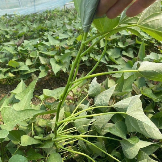 尉氏县高淀粉红薯苗 ，美国9408红薯苗
