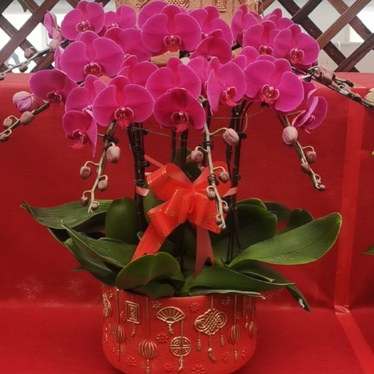 蝴蝶盆栽