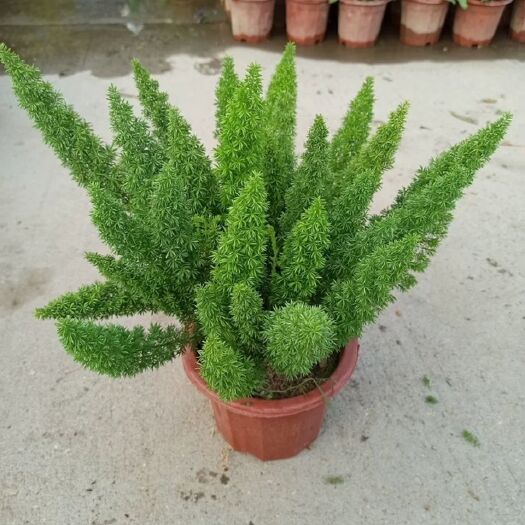 广州 狐尾天门冬盆栽植物庭院花园柜台绿植四季常绿除甲醛观