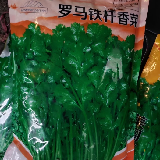 商丘铁杆香菜种子500克，抗寒耐热，香味浓郁