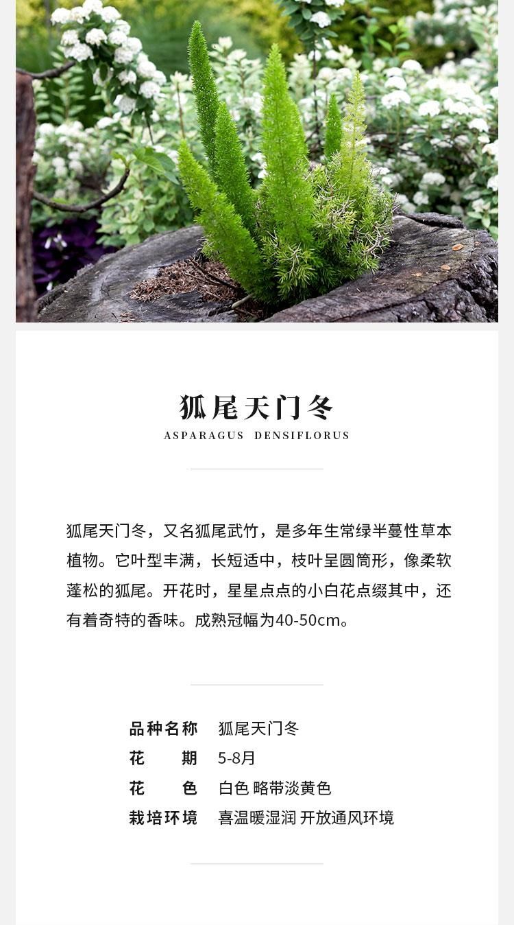  狐尾天门冬盆栽植物庭院花园柜台绿植四季常绿除甲醛观