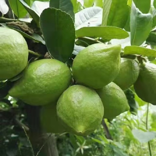 广州 广东香水柠檬