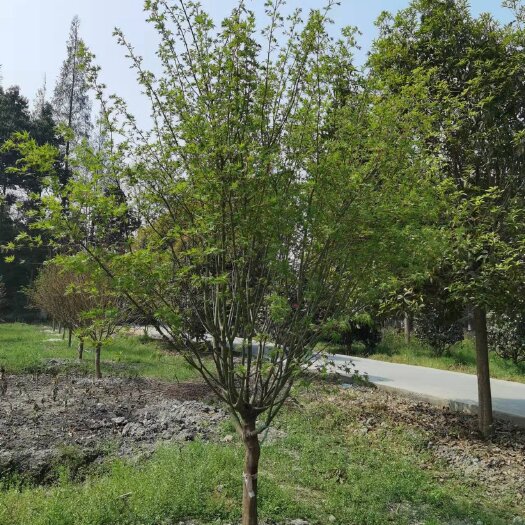 成都小叶鸡爪槭 7公分