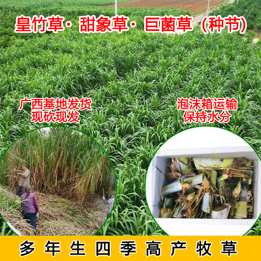 宾阳县皇竹草种子 新型皇竹草甜象草巨菌草种节耐寒耐旱四季多年生高产
